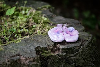 A pair of delicate, light pink baby shoes with ribbon bows sits on an old tree stump. The shoes are decorated with small white polka dots. Surrounding the stump are green plants and moss, adding a natural outdoor element to the scene.