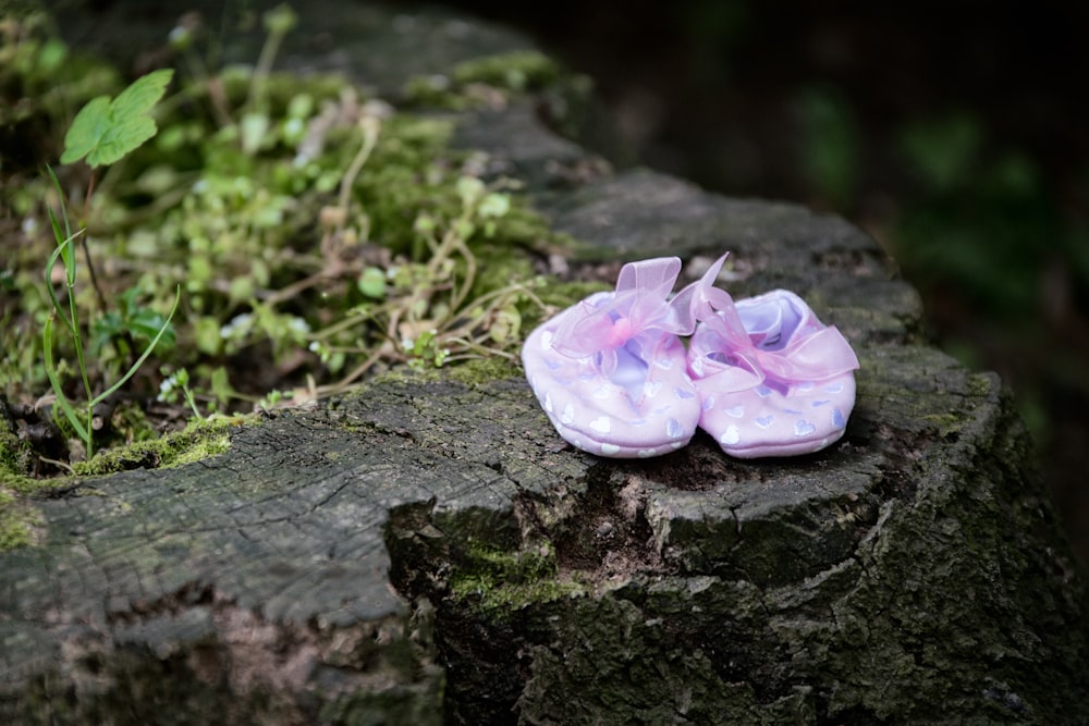 white and purple flower on black tree trunk