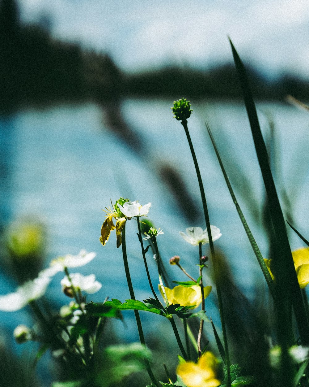 white flowers with green leaves