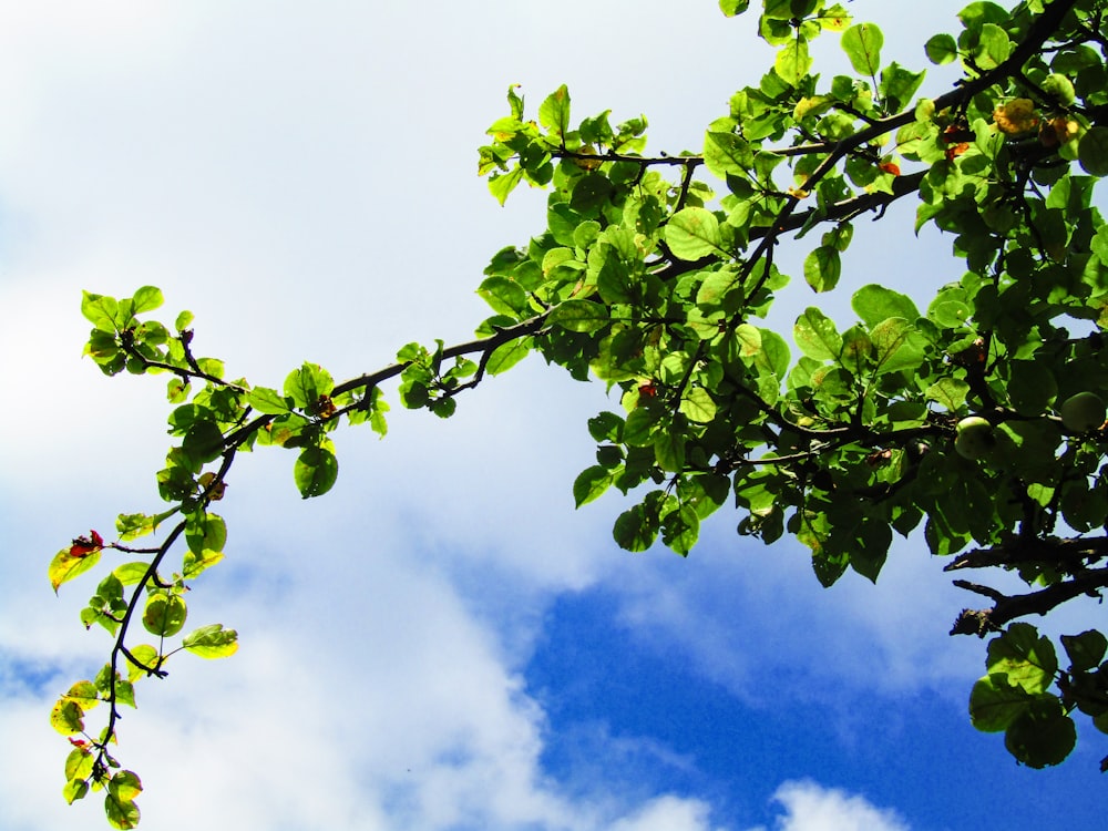 hojas verdes bajo el cielo azul durante el día