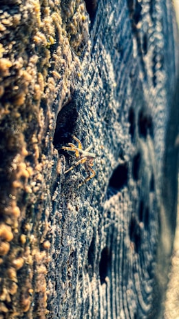 A small spider is crawling on a textured wooden surface, which has visible grains and holes creating a rugged appearance. The focus is on the spider, with blurred background emphasizing the texture of the wood.