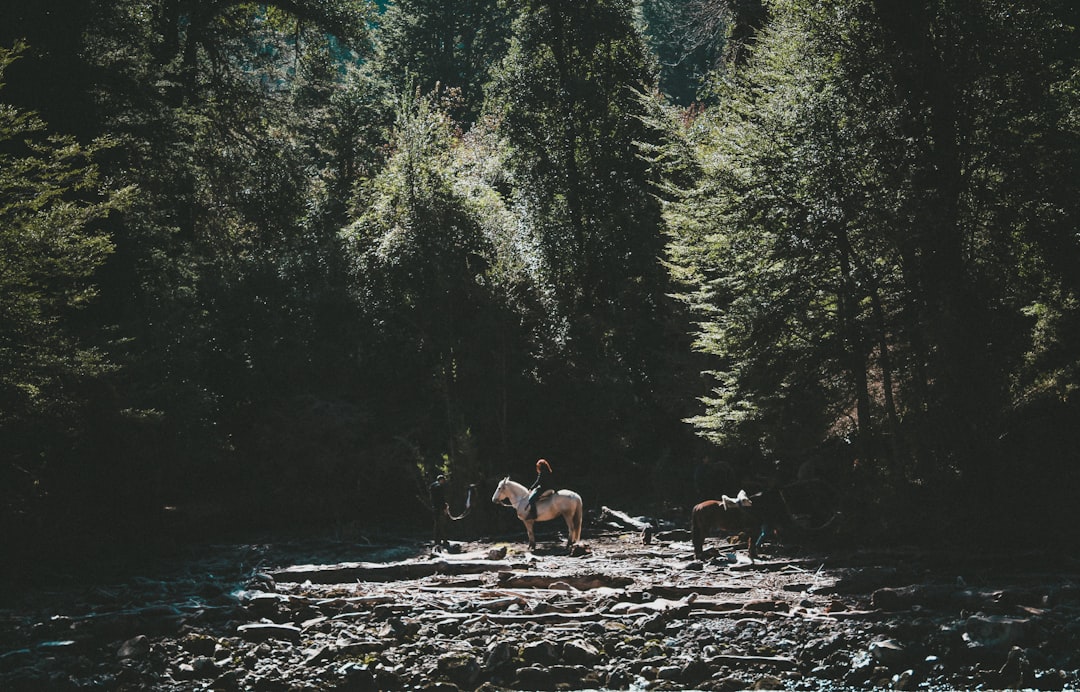 2 person sitting on rock in the middle of the forest during daytime