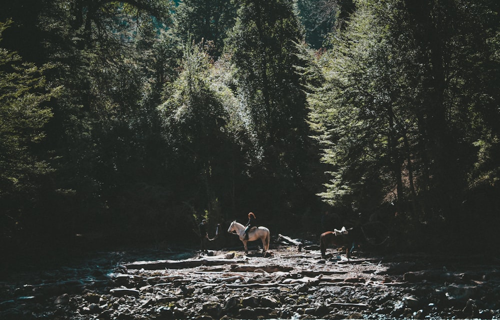 2 person sitting on rock in the middle of the forest during daytime