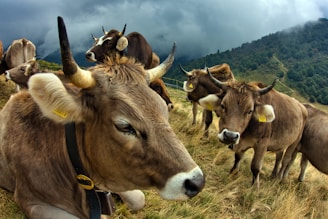 A group of cows with tags in their ears stands on a grassy hillside with a backdrop of dark clouds and lush green forested mountains.