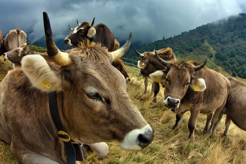 A group of cows with tags in their ears stands on a grassy hillside with a backdrop of dark clouds and lush green forested mountains.