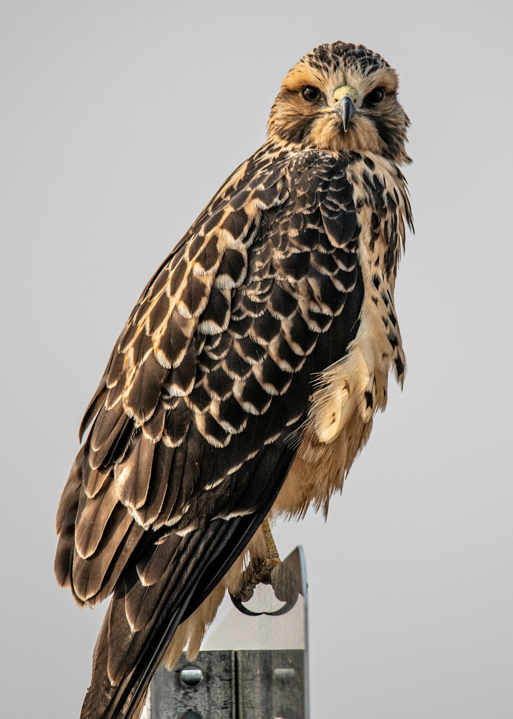 brown and black eagle flying