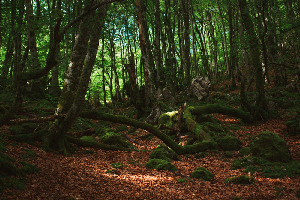 brown and green trees during daytime