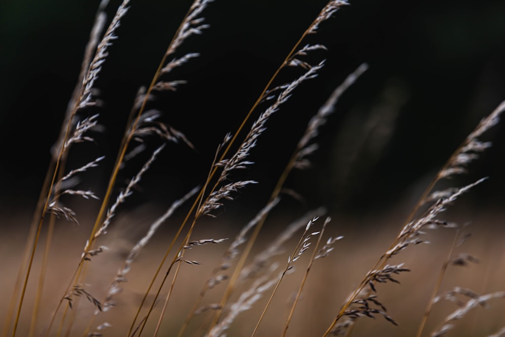 grayscale photo of grass during daytime