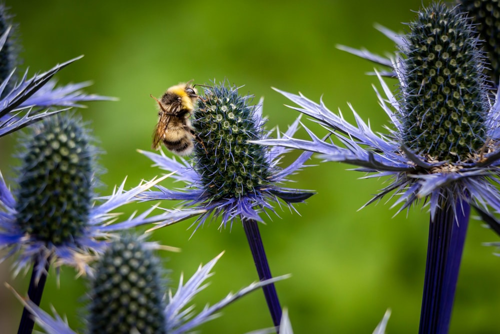 black and yellow bee on purple flower