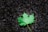 A single green maple leaf lies on a dark, textured asphalt surface. The leaf's veins and serrated edges are clearly visible, contrasting with the rough and mottled background.
