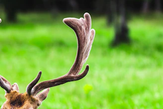 A close-up of a hunter’s hands holding a freshly harvested deer antler against a backdrop of pine trees.