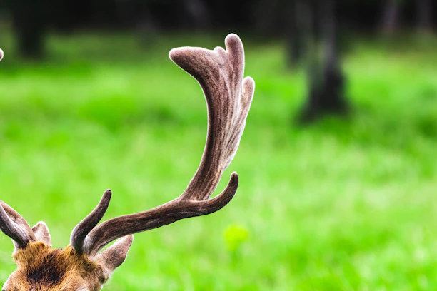 A vibrant green forest background with dew on deer antlers symbolizing natural ingredients.