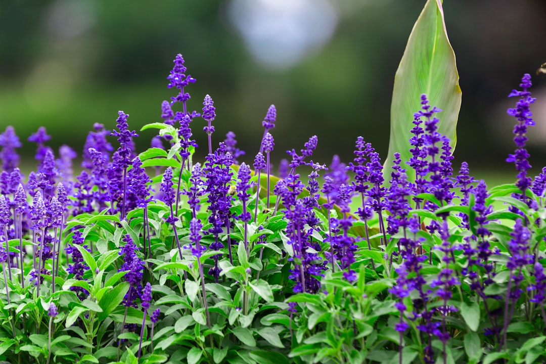 purple flowers in tilt shift lens