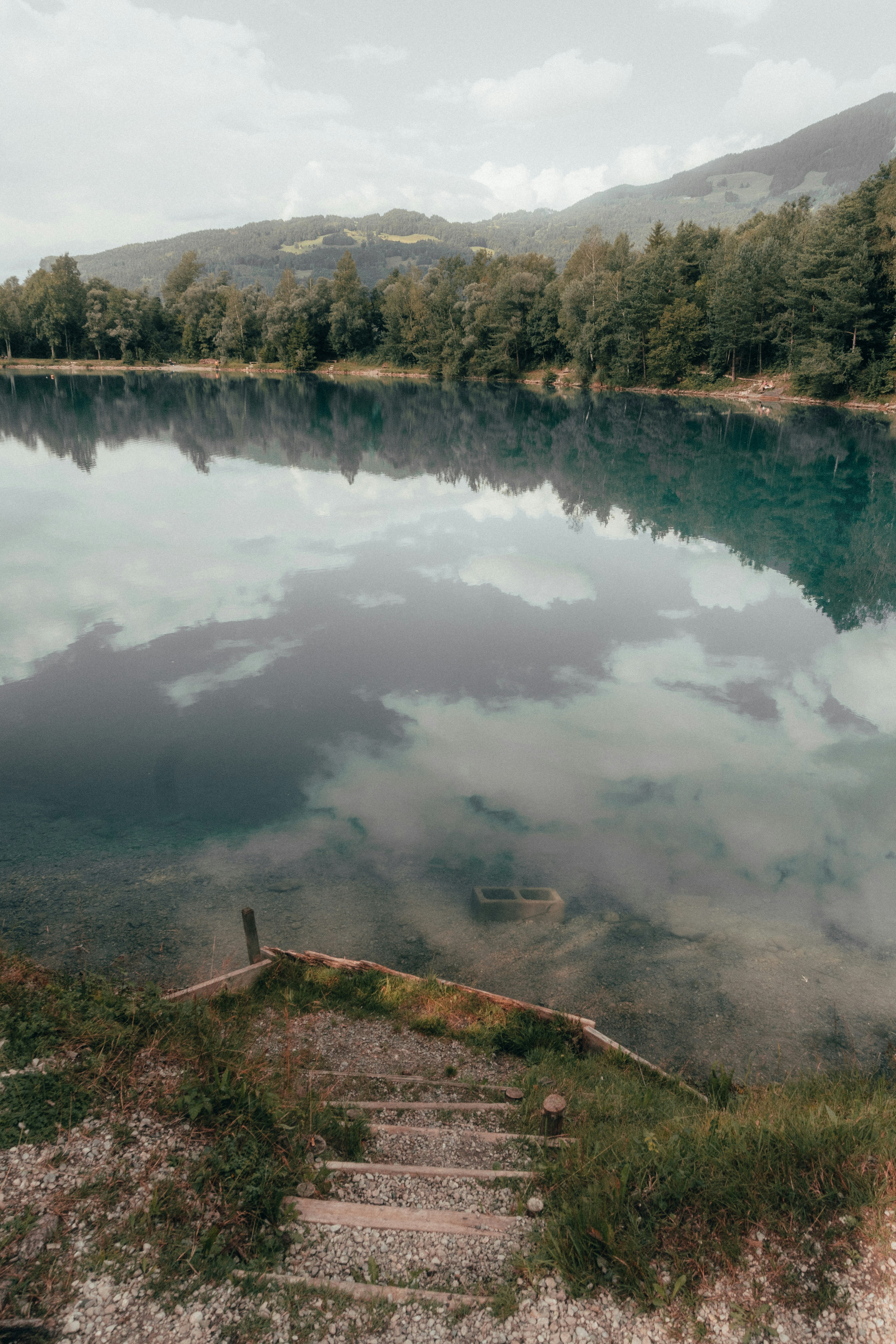 green trees near body of water during daytime