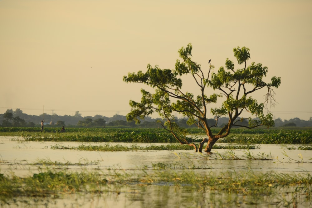 a tree in the middle of a flooded field