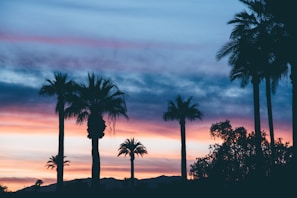 Sunset view over the coffee landscape with vibrant colors and silhouettes of palm trees