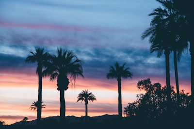Sunset view over the volcanic landscapes of Tenerife with silhouette of palm trees.