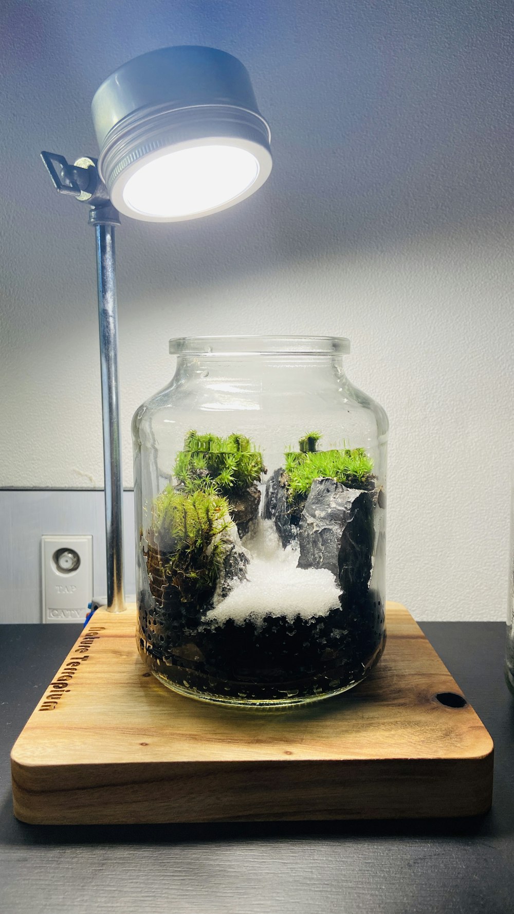 green plant in clear glass jar