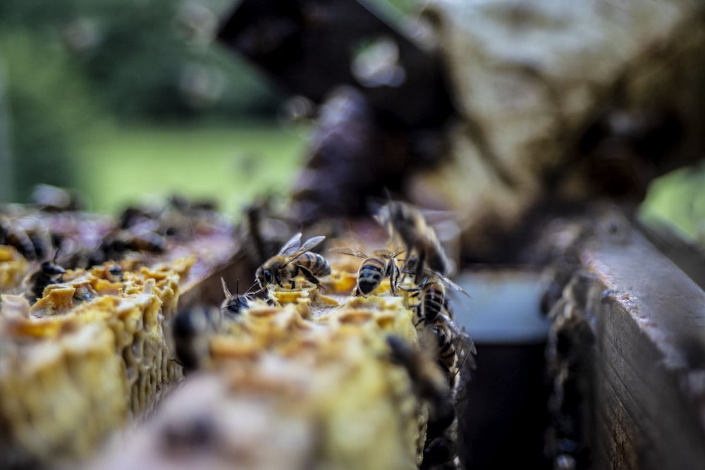 yellow and black bee on brown rock during daytime