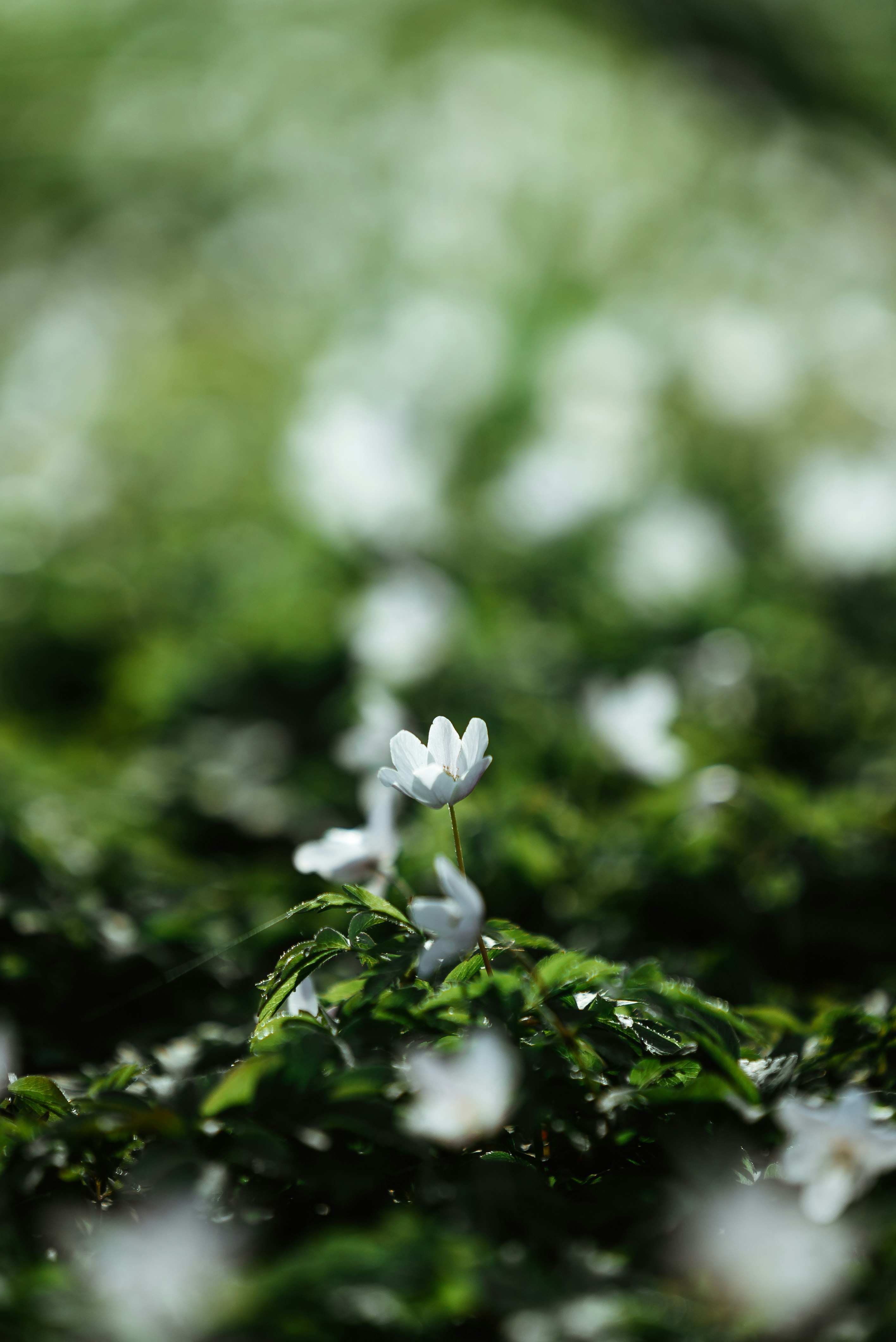 white flower in tilt shift lens