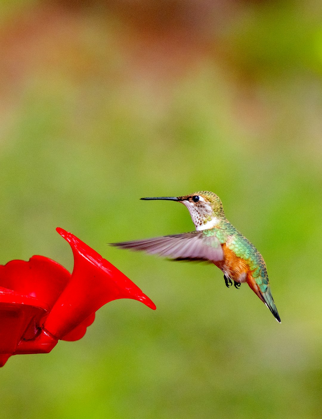 green and brown humming bird flying