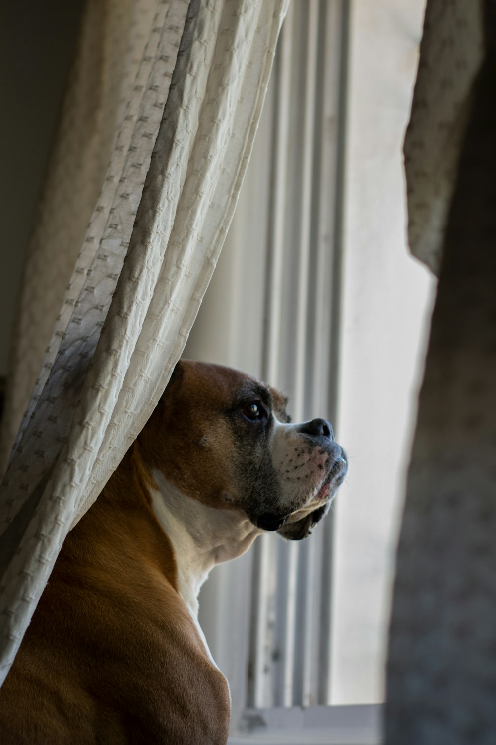 brown and white short coated dog covered with white textile