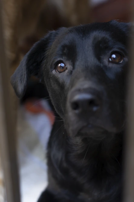 black labrador retriever puppy in close up photography