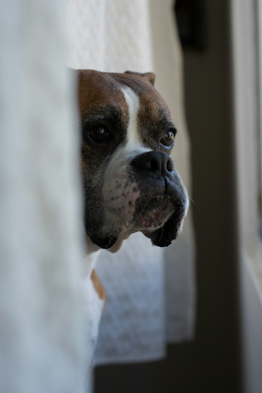 brown and white short coated dog