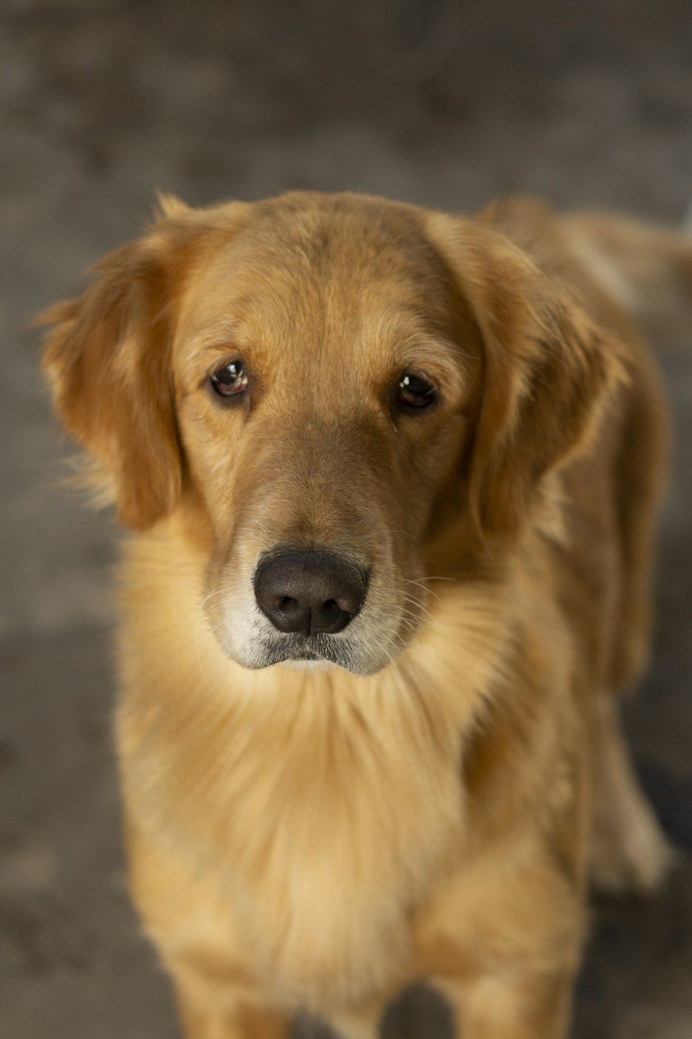 golden retriever with yellow eyes