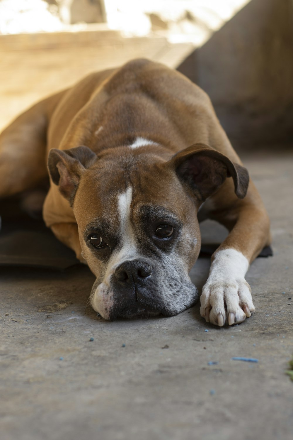 brown and white short coated dog lying on gray concrete floor