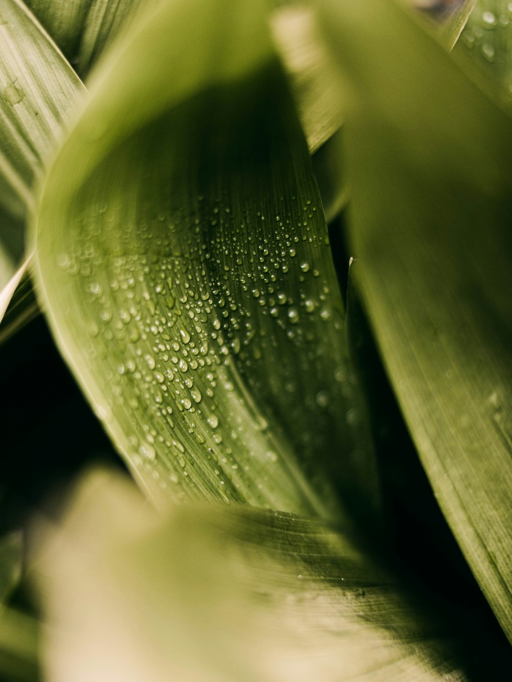 water droplets on green leaf