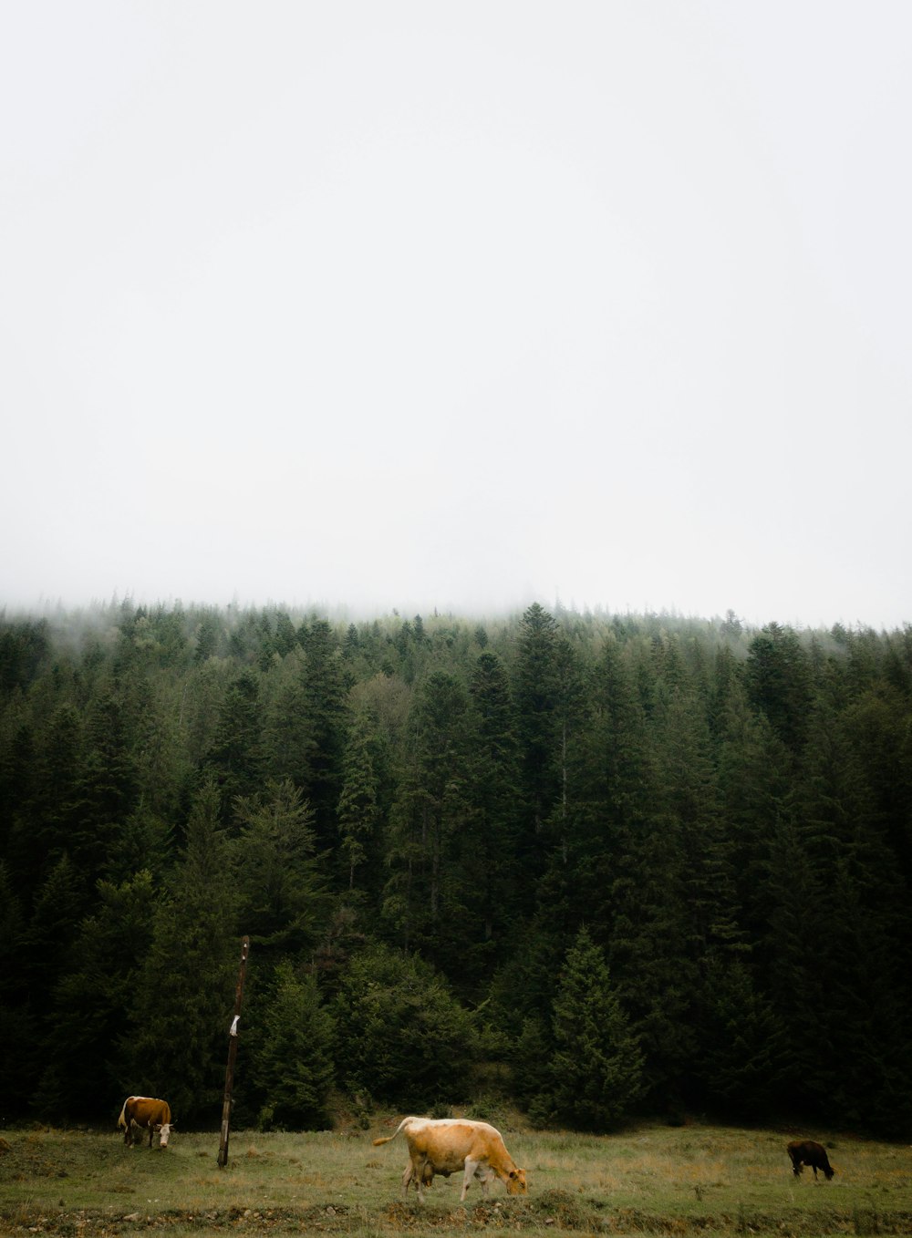 alberi verdi sotto il cielo bianco durante il giorno