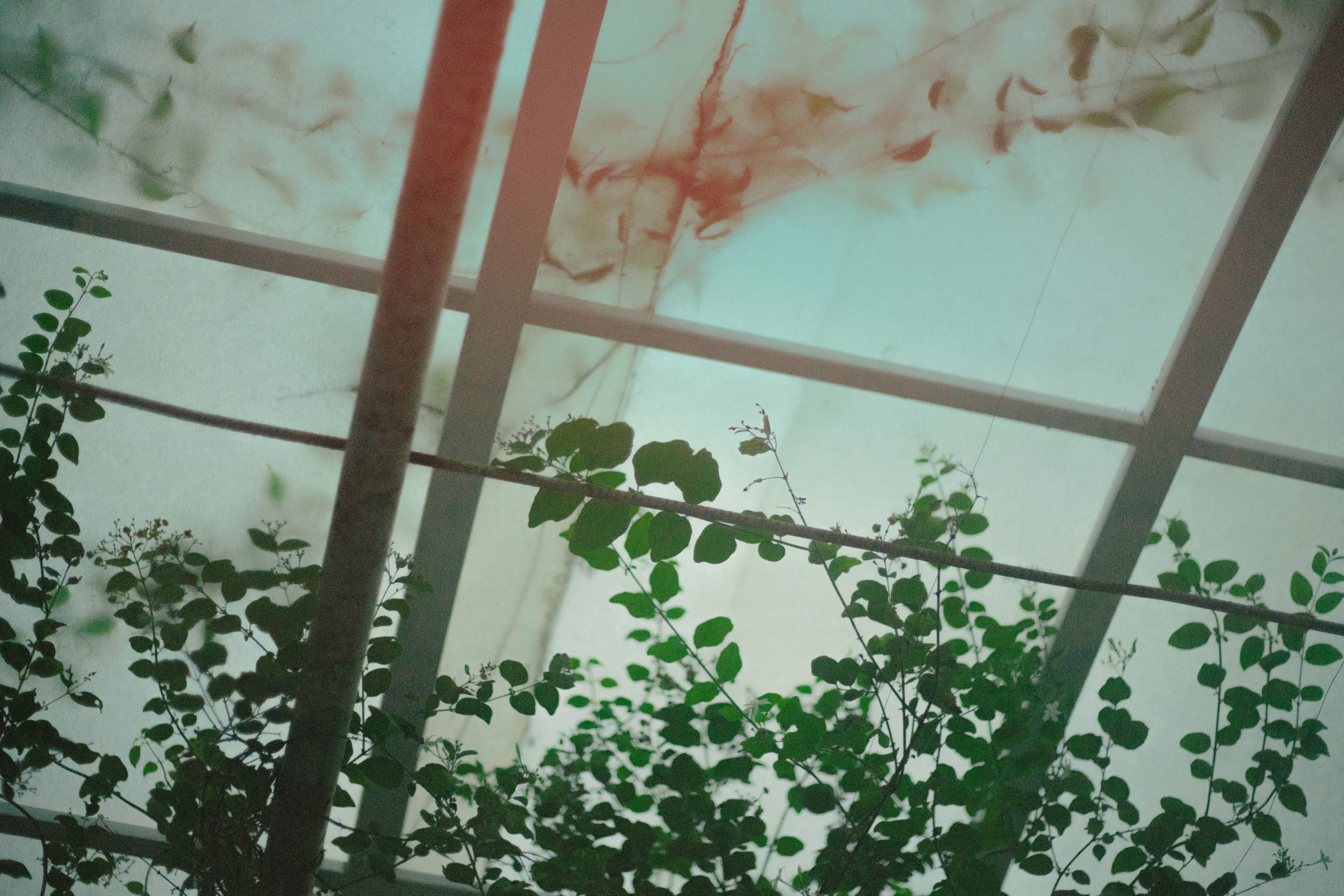 A translucent fibreglass sheet allowing natural light into a spacious greenhouse.