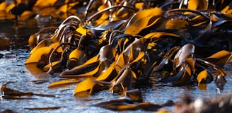 Large swathes of brown seaweed float along a sunlit coast. The glossy surfaces of the seaweed glisten with moisture, creating a contrast with the dark shadows underneath. Subtle ripples disturb the water around the seaweed, hinting at gentle movement.