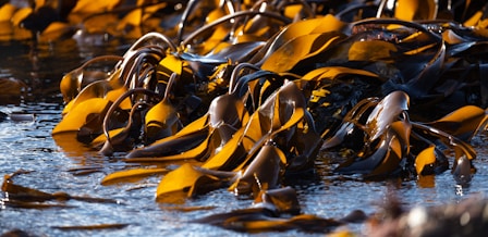 yellow and black leaves on water