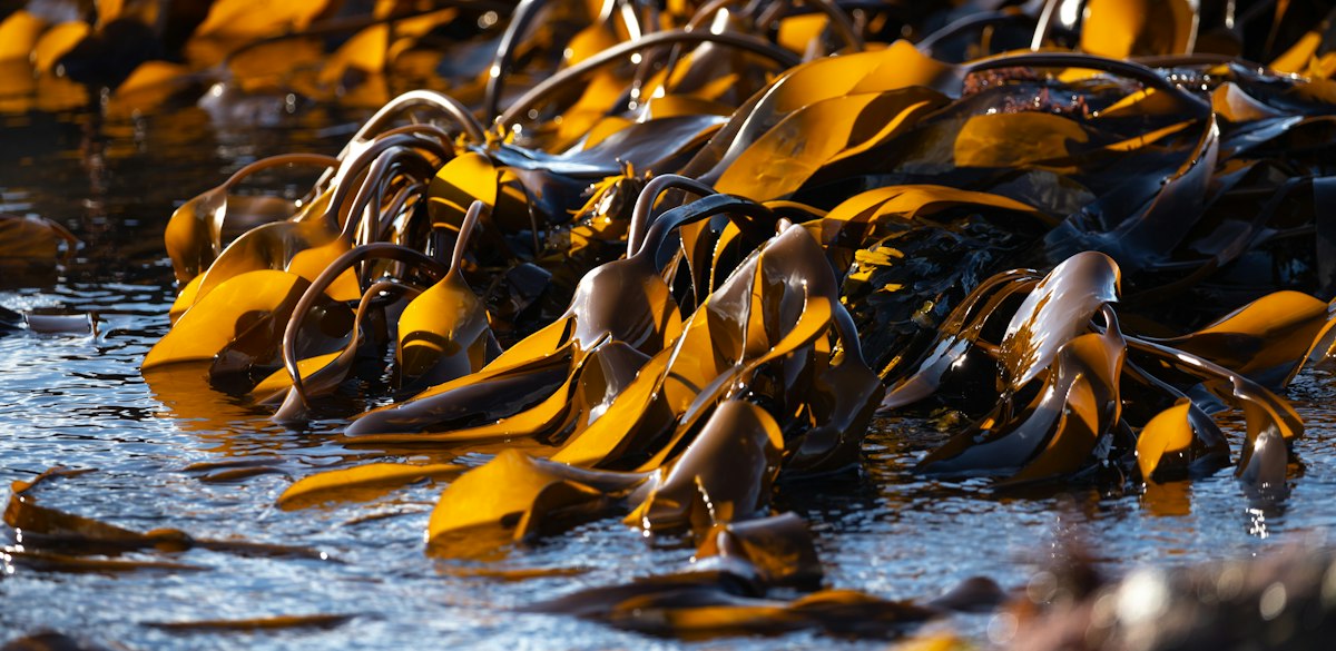 Kelp fronds washed up at the shoreline