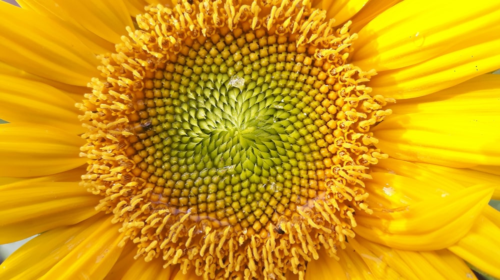 girassol amarelo na foto de close up da flor