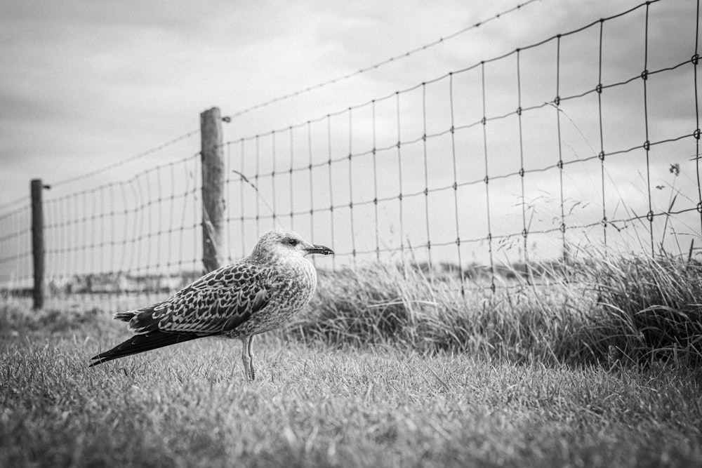 grayscale photo of a bird on grass field