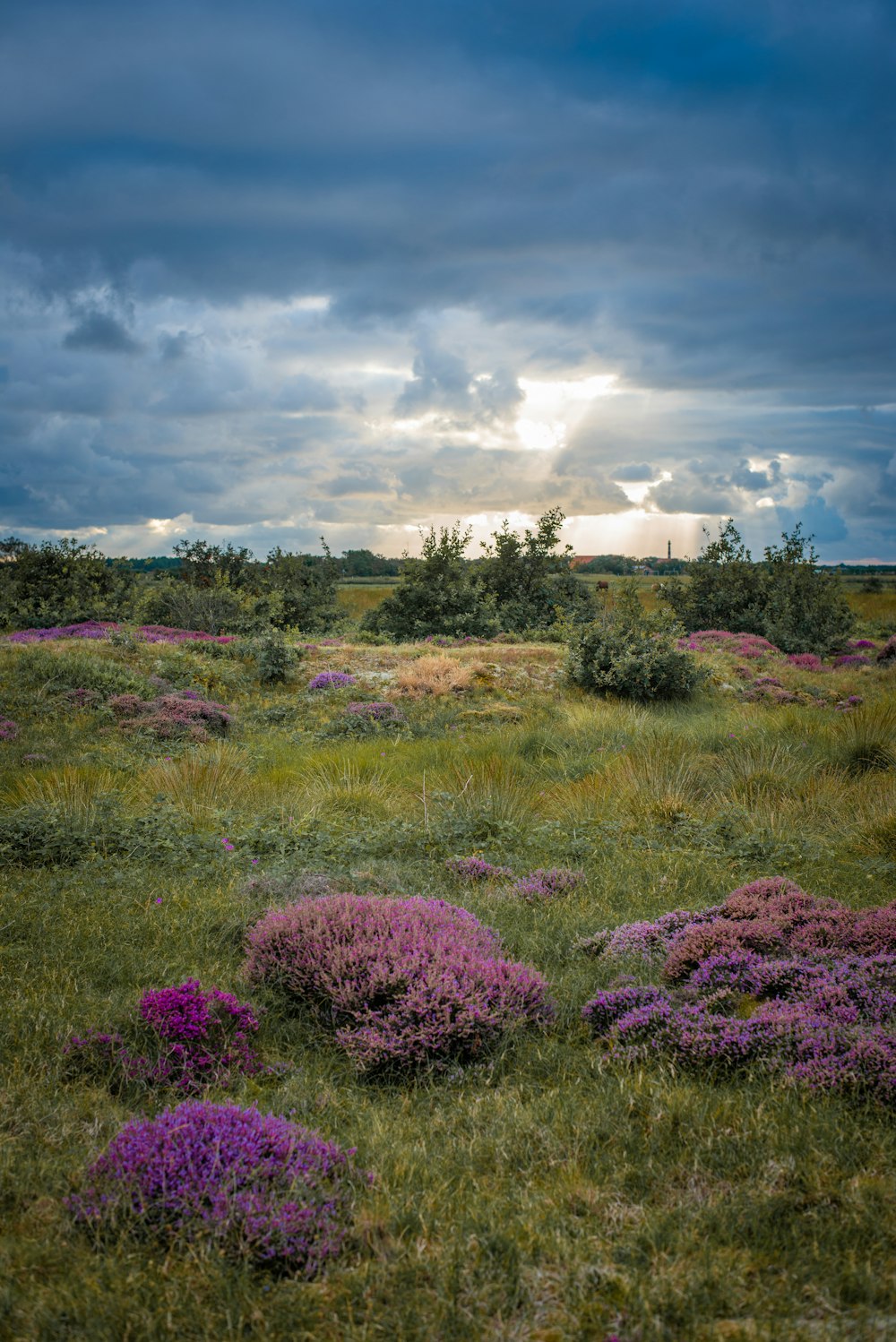 purple flower field under cloudy sky during daytime