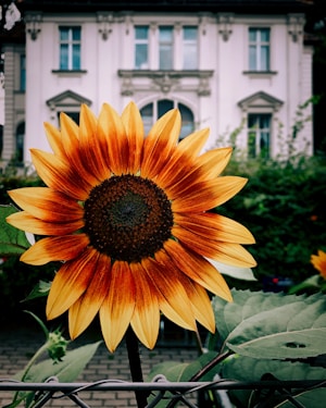 A vibrant sunflower with rich orange and yellow petals is prominently in the foreground. The background features a blurred view of a classic white building with large windows and ornate architectural details, complemented by lush greenery.