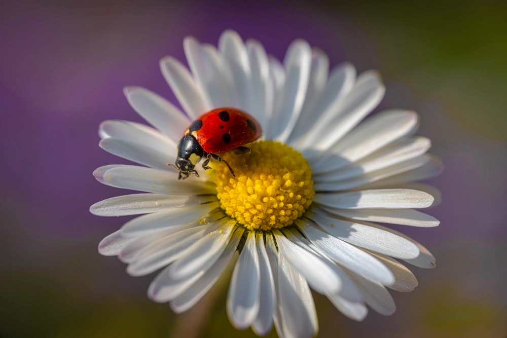 red ladybug perched on white daisy in close up photography