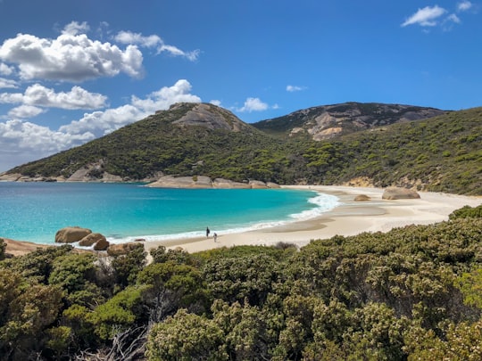 green trees near body of water during daytime in Little Beach Australia