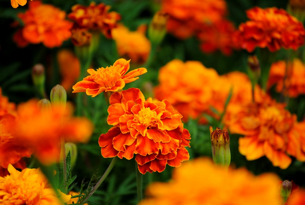 a field of orange and yellow flowers