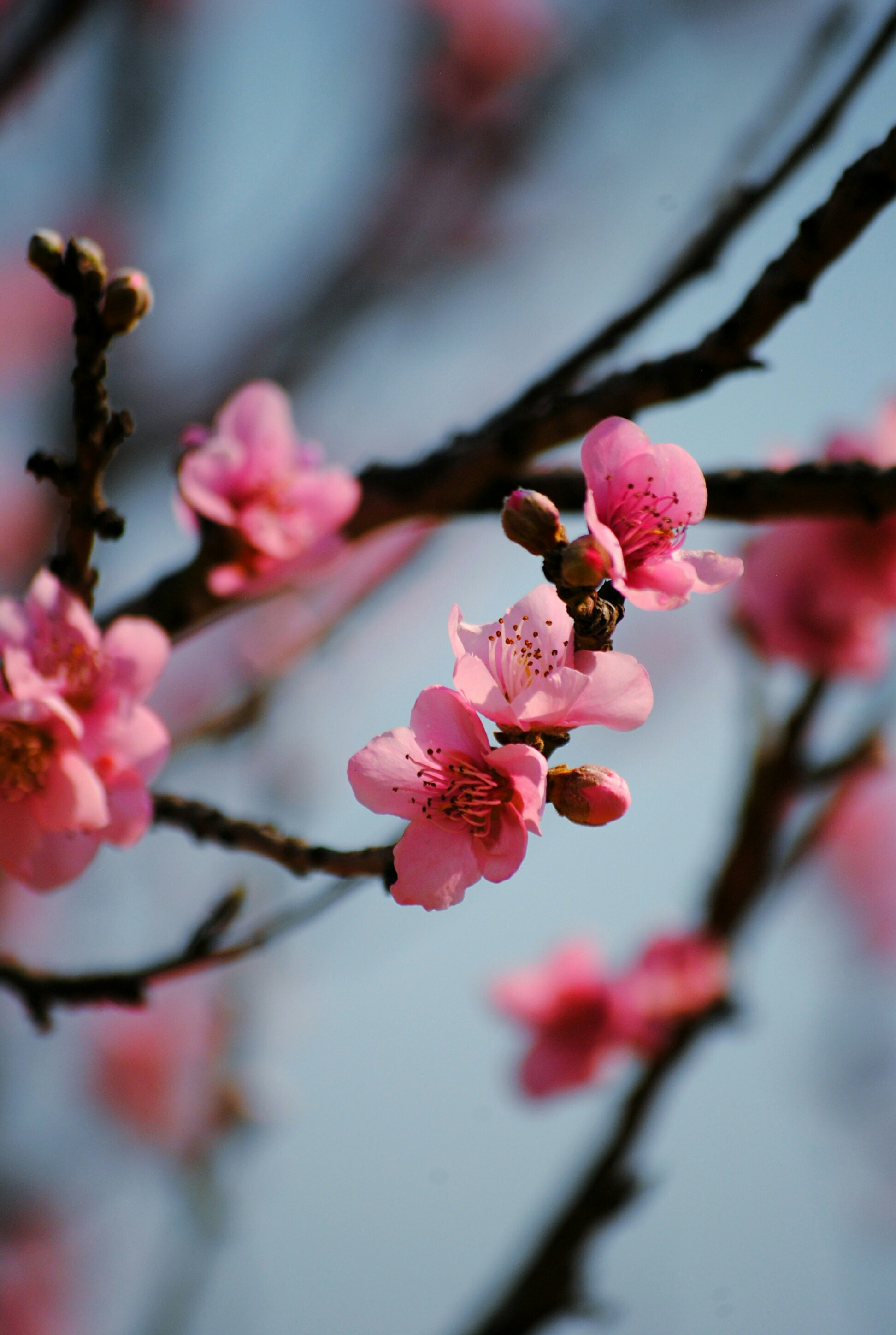 Photo by adaliabotha