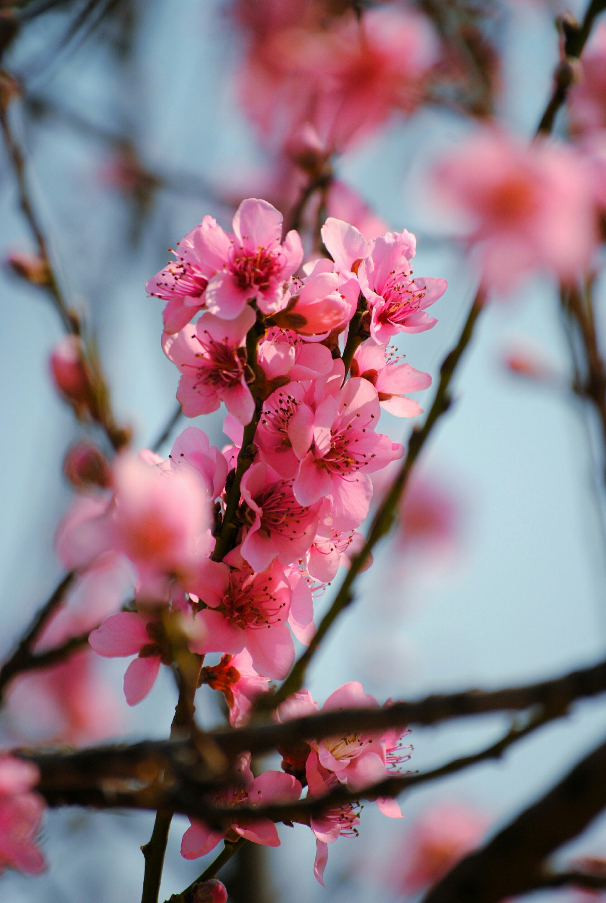 Photo by adaliabotha