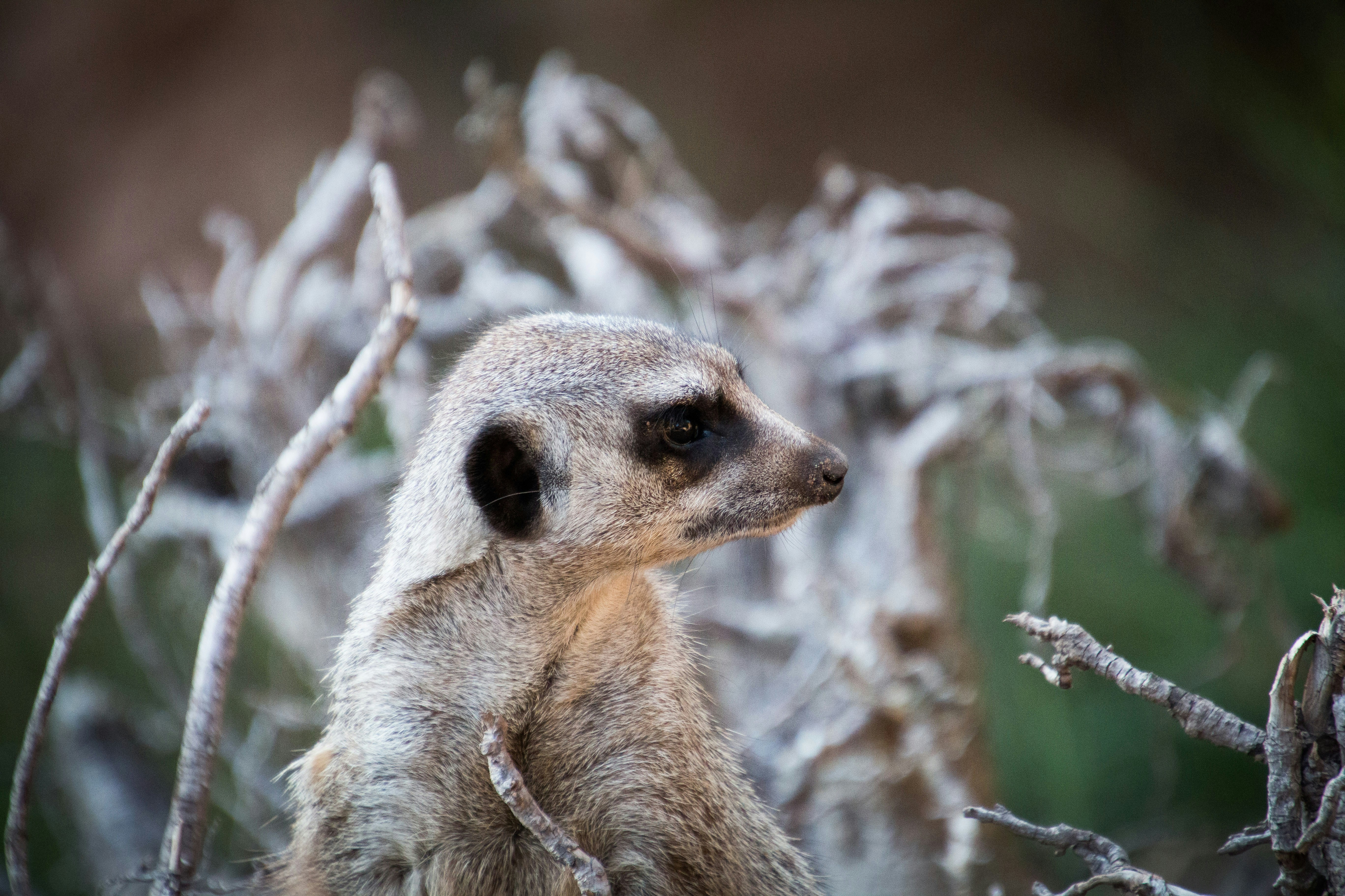 Meerkat in Leipzig Zoo