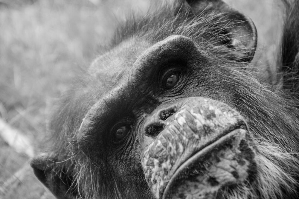 black and white monkey face