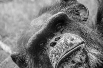 black and white monkey face ape zoom background