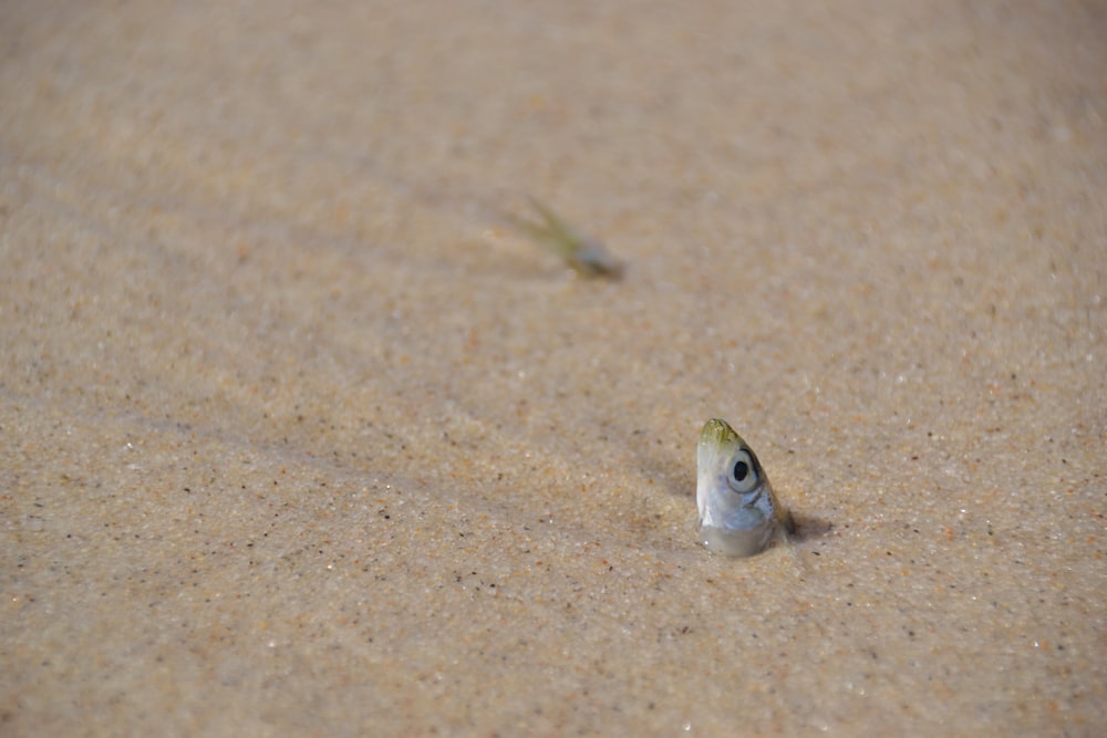green and white fish on brown sand