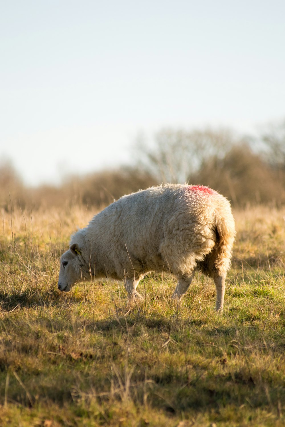 pecore bianche sul campo di erba marrone durante il giorno